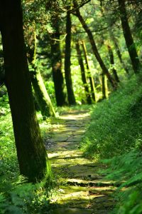 forest, nature, tree, forest road, the way, mountain road, trail